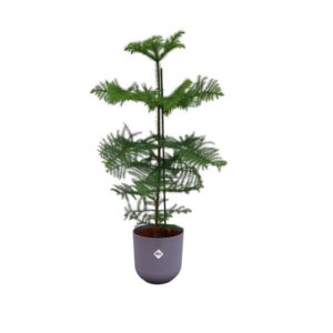 Offre combinée - Araucaria (pin d'intérieur) incluant elho Jazz Round Lavender Lilac Ø23 - 100 cm
