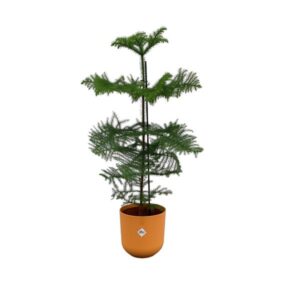 Offre combinée - Araucaria (pin d'intérieur) incluant elho Jazz Round Amber Yellow Ø23 - 100 cm