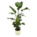Strelitzia Nicolai incluant elho Greenville Round blanc - 160cm - Ø30