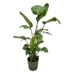 Strelitzia Nicolai incluant elho Greenville Round vert - 160cm - Ø30