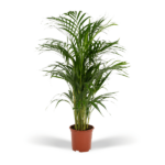 Areca palmier - Ø19cm - ↕85cm