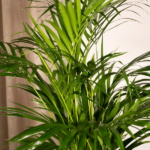 Areca palmier - Ø19cm - ↕85cm – Image 3