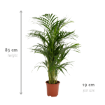 Areca palmier - Ø19cm - ↕85cm – Image 4