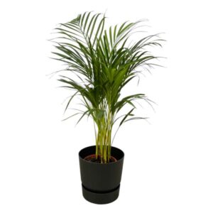 Palmier Areca - ↨85 cm - Ø19 cm y compris elho Greenville Round noir D24xH23