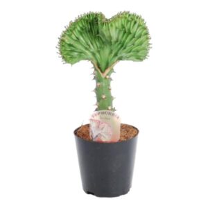 Euphorbia lactea Cristata vert - 35 cm - ø12