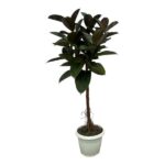 Ficus Elastica Robusta tronc - 140 cm - Ø32cm