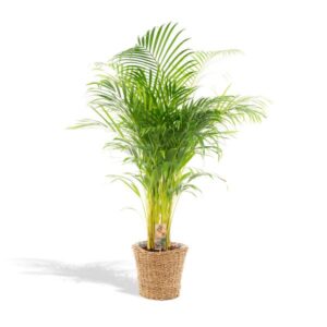 Areca avec panier - ↨130cm - Ø24cm