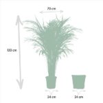 Areca avec panier - ↨130cm - Ø24cm – Image 4