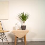 Dracaena Marginata - Ø14cm - ↕60cm – Image 2