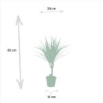 Dracaena Marginata - Ø14cm - ↕60cm – Image 4