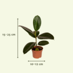 Boîte de plantes dépareillées - Ø12cm - 12x – Image 2