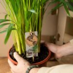 Dracaena Marginata - Ø21cm - ↕120cm – Image 6