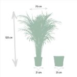 Areca avec panier - ↨110cm - Ø21cm – Image 3