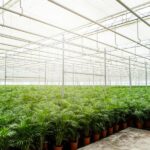 Areca avec panier - ↨110cm - Ø21cm – Image 6