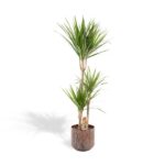 Dracaena avec pot - ↨120cm - Ø21cm