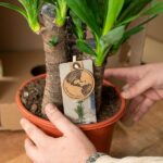 Yucca avec pot - ↨100cm - Ø21cm – Image 6