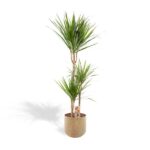 Dracaena avec pot - ↨120cm - Ø21cm