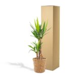 Yucca avec panier - ↨100cm - Ø21cm – Image 5