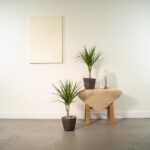 2x Dracaena - ↨60cm - Ø14cm – Image 2
