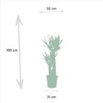 Dracaena - ↨120cm - Ø21cm + Yucca - ↨100cm - Ø21cm – Image 5