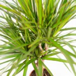 Dracaena - ↨120cm - Ø21cm + Dracaena - 70cm - Ø17cm – Image 3
