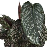 Calathea Ornata - Ø19 - ↨75cm – Image 5