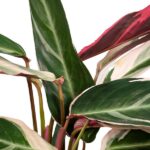 Calathea Triostar - Plante paon - 70cm - Ø19 – Image 3