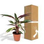Calathea Triostar - Plante paon - 70cm - Ø19 – Image 5
