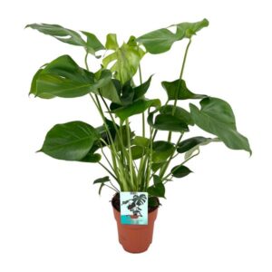 Monstera Deliciosa - Plante à trous - 65cm - Ø21 - Ø19cm - 60cm