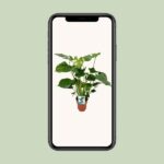 Monstera Deliciosa - Plante à trous - 65cm - Ø21 - Ø19cm - 60cm – Image 4