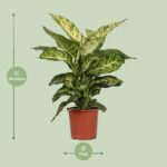 Dieffenbachia Mars Ø17cm - ↕50cm – Image 2