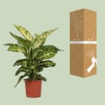 Dieffenbachia Mars Ø17cm - ↕50cm – Image 3