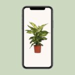 Dieffenbachia Mars Ø17cm - ↕50cm – Image 4