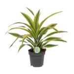 Dracaena Fragrans Lemon Lime Ø17cm - ↕40cm