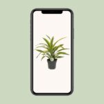 Dracaena Fragrans Lemon Lime Ø17cm - ↕40cm – Image 4