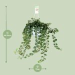 Hedera Helix Wonder - Ø17 - ↨70cm – Image 2