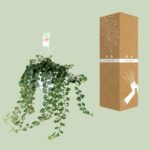 Hedera Helix Wonder - Ø17 - ↨70cm – Image 3