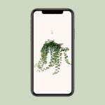 Hedera Helix Wonder - Ø17 - ↨70cm – Image 4