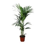 Howea forsteriana - Ø24 - ↨120cm