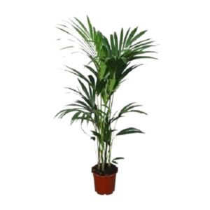 Howea forsteriana - Ø24 - ↨120cm