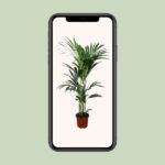 Howea forsteriana - Ø24 - ↨120cm – Image 4