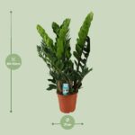 Zamioculcas Zamiifolia - Ø21cm - ↕80cm – Image 2