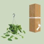 Scindapsus Pictus - Ø15cm - ↕25cm – Image 3