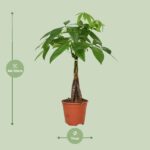 Pachira Aquatica - Ø14 - ↨50cm – Image 2