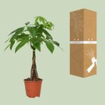 Pachira Aquatica - Ø14 - ↨50cm – Image 3