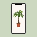 Pachira Aquatica - Ø14 - ↨50cm – Image 4