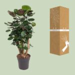 Polyscias Fabian Ø24cm - ↕90cm – Image 3