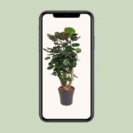 Polyscias Fabian Ø24cm - ↕90cm – Image 4