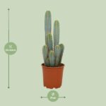 Pilosocereus Azureus Ø21cm - ↕55cm – Image 2