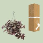 Tradescantia Zebrina Violet - Ø17cm - ↕25cm – Image 3